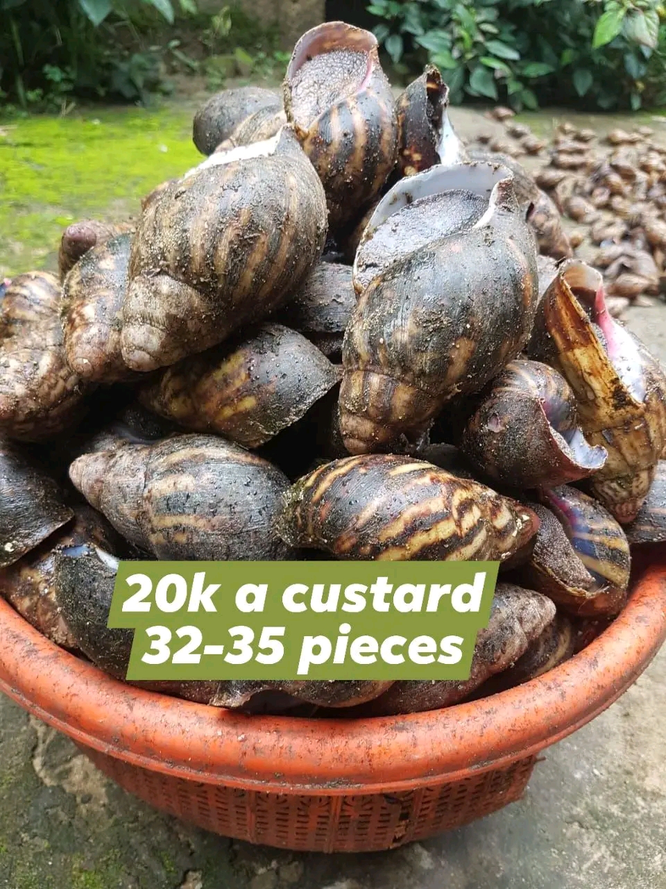 🐌 FRESH SNAILS FOR SALE! 🐌